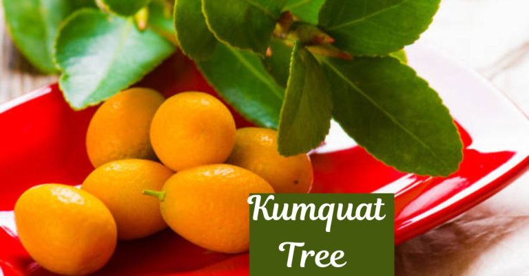 Kumquat Tree