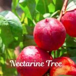 Nectarine Tree