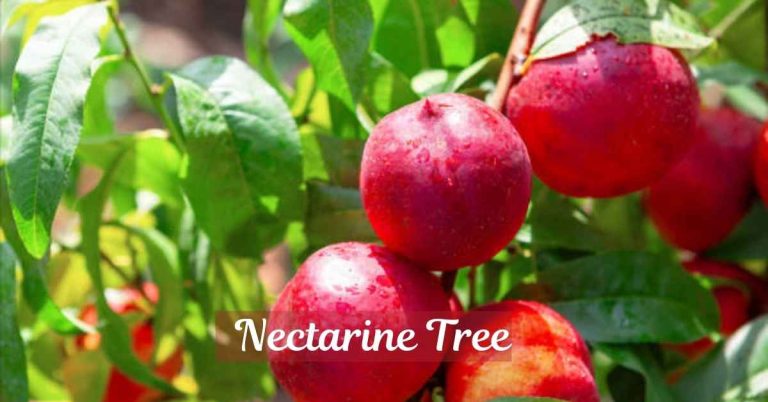 Nectarine Tree